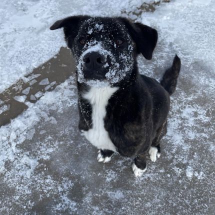 Routt-county-humane-society-dog-training